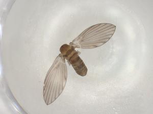  (Platyplastinx - BIOUG99224-E11)  @11 [ ] CreativeCommons - Attribution (2023) Centre for Biodiversity Genomics Centre for Biodiversity Genomics