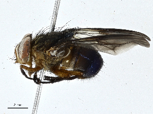  (Mesembrinella brunnipes - BIOUG99484-F10)  @11 [ ] CreativeCommons - Attribution (2023) CBG Photography Group Centre for Biodiversity Genomics