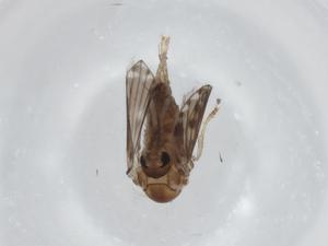  ( - CBG-A00850-B10)  @11 [ ] CreativeCommons - Attribution (2023) Centre for Biodiversity Genomics Centre for Biodiversity Genomics