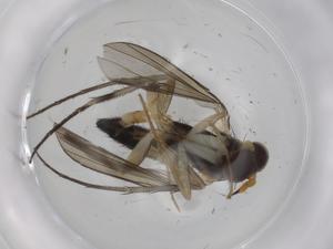  (Cheiromyia - CBG-A00851-A02)  @11 [ ] CreativeCommons - Attribution (2023) Centre for Biodiversity Genomics Centre for Biodiversity Genomics