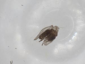  ( - CBG-A00856-E11)  @11 [ ] CreativeCommons - Attribution (2023) Centre for Biodiversity Genomics Centre for Biodiversity Genomics