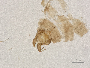  ( - CBG-A00856-E11)  @11 [ ] CreativeCommons - Attribution Share Alike (2025) CBG Photography Group Centre for Biodiversity Genomics