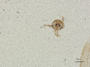  ( - CBG-A00856-E11)  @11 [ ] CreativeCommons - Attribution Share Alike (2025) CBG Photography Group Centre for Biodiversity Genomics