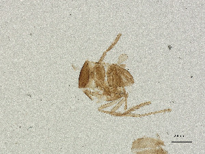  ( - CBG-A00856-E11)  @11 [ ] CreativeCommons - Attribution Share Alike (2025) CBG Photography Group Centre for Biodiversity Genomics