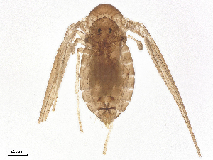  ( - CBG-A00857-C11)  @11 [ ] CreativeCommons - Attribution Share - Alike (2025) CBG Photography Group Centre for Biodiversity Genomics