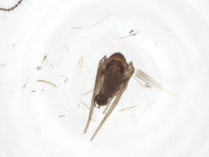  ( - CBG-A00868-H08)  @11 [ ] CreativeCommons - Attribution (2023) Centre for Biodiversity Genomics Centre for Biodiversity Genomics