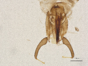  ( - CBG-A00868-H08)  @11 [ ] CreativeCommons - Attribution Share Alike (2025) CBG Photography Group Centre for Biodiversity Genomics