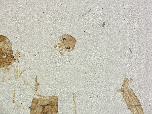  ( - CBG-A00868-H08)  @11 [ ] CreativeCommons - Attribution Share Alike (2025) CBG Photography Group Centre for Biodiversity Genomics