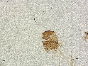  ( - CBG-A00868-H08)  @11 [ ] CreativeCommons - Attribution Share Alike (2025) CBG Photography Group Centre for Biodiversity Genomics