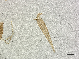  ( - CBG-A00868-H08)  @11 [ ] CreativeCommons - Attribution Share Alike (2025) CBG Photography Group Centre for Biodiversity Genomics