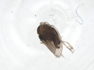  ( - CBG-A00871-F12)  @11 [ ] CreativeCommons - Attribution (2023) Centre for Biodiversity Genomics Centre for Biodiversity Genomics