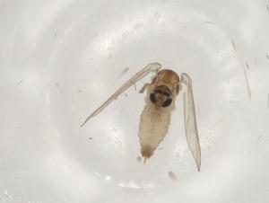  ( - CBG-A00875-E12)  @11 [ ] CreativeCommons - Attribution (2023) Centre for Biodiversity Genomics Centre for Biodiversity Genomics