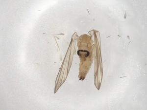  ( - CBG-A00891-G07)  @11 [ ] CreativeCommons - Attribution (2023) Centre for Biodiversity Genomics Centre for Biodiversity Genomics