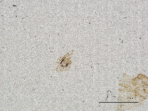  ( - CBG-A00891-G07)  @11 [ ] CreativeCommons - Attribution Share Alike (2025) CBG Photography Group Centre for Biodiversity Genomics