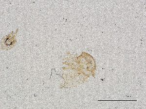  ( - CBG-A00891-G07)  @11 [ ] CreativeCommons - Attribution Share Alike (2025) CBG Photography Group Centre for Biodiversity Genomics