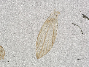  ( - CBG-A00891-G07)  @11 [ ] CreativeCommons - Attribution Share Alike (2025) CBG Photography Group Centre for Biodiversity Genomics