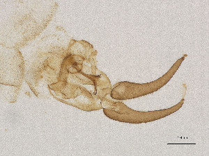  ( - CBG-A00895-E10)  @11 [ ] CreativeCommons - Attribution Share Alike (2025) CBG Photography Group Centre for Biodiversity Genomics