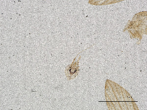  ( - CBG-A00895-E10)  @11 [ ] CreativeCommons - Attribution Share Alike (2025) CBG Photography Group Centre for Biodiversity Genomics