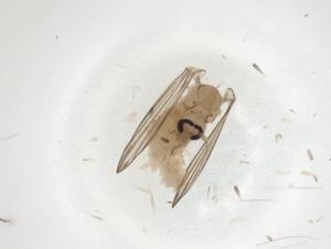  (Australopericoma sinuosa - CBG-A00896-A07)  @11 [ ] CreativeCommons - Attribution (2023) Centre for Biodiversity Genomics Centre for Biodiversity Genomics