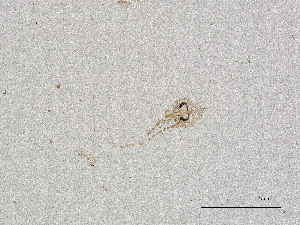  ( - CBG-A00896-A07)  @11 [ ] CreativeCommons - Attribution Share Alike (2025) CBG Photography Group Centre for Biodiversity Genomics