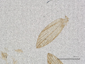  ( - CBG-A00896-A07)  @11 [ ] CreativeCommons - Attribution Share Alike (2025) CBG Photography Group Centre for Biodiversity Genomics