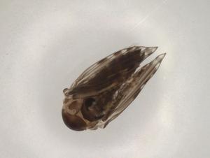  ( - CBG-A01075-B04)  @11 [ ] CreativeCommons - Attribution (2023) Centre for Biodiversity Genomics Centre for Biodiversity Genomics