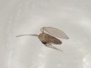  (Atrichobrunettia triangularis - CBG-A01075-E09)  @11 [ ] CreativeCommons - Attribution (2023) Centre for Biodiversity Genomics Centre for Biodiversity Genomics