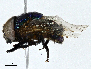  ( - CBG-A01182-B10)  @11 [ ] CreativeCommons - Attribution (2023) CBG Photography Group Centre for Biodiversity Genomics