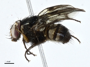  (Polietina nigra - CBG-A01183-A05)  @11 [ ] CreativeCommons - Attribution (2023) CBG Photography Group Centre for Biodiversity Genomics