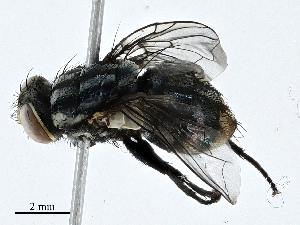  ( - CBG-A01220-D11)  @11 [ ] CreativeCommons - Attribution (2023) CBG Photography Group Centre for Biodiversity Genomics