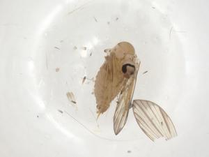  ( - CBG-A02337-B08)  @11 [ ] CreativeCommons - Attribution (2023) Centre for Biodiversity Genomics Centre for Biodiversity Genomics