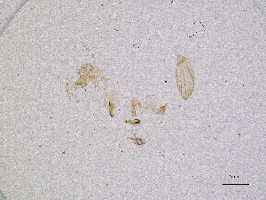  ( - CBG-A02337-B08)  @11 [ ] CreativeCommons - Attribution Share Alike (2025) CBG Photography Group Centre for Biodiversity Genomics