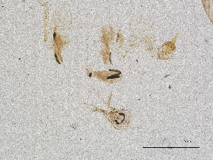  ( - CBG-A02337-B08)  @11 [ ] CreativeCommons - Attribution Share Alike (2025) CBG Photography Group Centre for Biodiversity Genomics