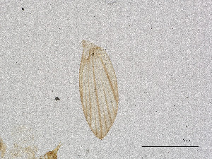  ( - CBG-A02337-B08)  @11 [ ] CreativeCommons - Attribution Share Alike (2025) CBG Photography Group Centre for Biodiversity Genomics