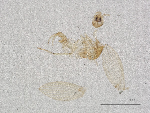  ( - CBG-A02345-E12)  @11 [ ] CreativeCommons - Attribution Share Alike (2025) CBG Photography Group Centre for Biodiversity Genomics