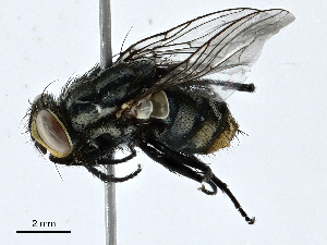  ( - CBG-A02887-B12)  @11 [ ] CreativeCommons - Attribution (2023) CBG Photography Group Centre for Biodiversity Genomics