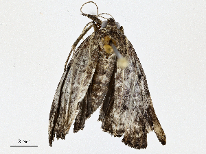  ( - CBG-A02891-E08)  @11 [ ] CreativeCommons - Attribution (2023) CBG Photography Group Centre for Biodiversity Genomics