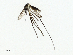  ( - CBG-A02891-H05)  @11 [ ] CreativeCommons - Attribution (2023) CBG Photography Group Centre for Biodiversity Genomics