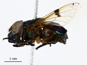  ( - CBG-A02892-C05)  @11 [ ] CreativeCommons - Attribution (2023) CBG Photography Group Centre for Biodiversity Genomics