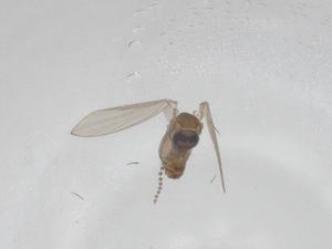  ( - CBG-A15368-F04)  @11 [ ] CreativeCommons - Attribution Share - Alike (2023) Centre for Biodiversity Genomics Centre for Biodiversity Genomics