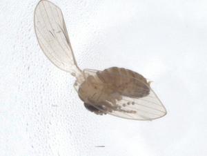  ( - CBG-A15369-G08)  @11 [ ] CreativeCommons - Attribution Share - Alike (2023) Centre for Biodiversity Genomics Centre for Biodiversity Genomics