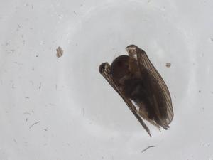  ( - CBG-A16262-D07)  @11 [ ] CreativeCommons - Attribution Share - Alike (2023) Centre for Biodiversity Genomics Centre for Biodiversity Genomics