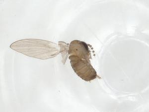  ( - CBG-A16268-H03)  @11 [ ] CreativeCommons - Attribution Share - Alike (2023) Centre for Biodiversity Genomics Centre for Biodiversity Genomics