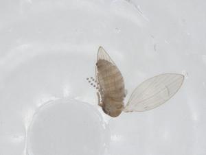  ( - CBG-A16269-D09)  @11 [ ] CreativeCommons - Attribution Share - Alike (2023) Centre for Biodiversity Genomics Centre for Biodiversity Genomics