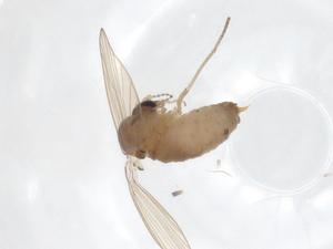  ( - CBG-A16272-H06)  @11 [ ] CreativeCommons - Attribution Share - Alike (2023) Centre for Biodiversity Genomics Centre for Biodiversity Genomics