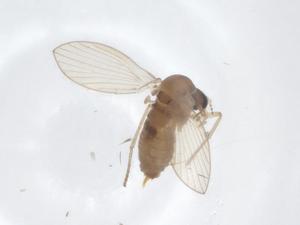  ( - CBG-A16288-B08)  @11 [ ] CreativeCommons - Attribution Share - Alike (2023) Centre for Biodiversity Genomics Centre for Biodiversity Genomics