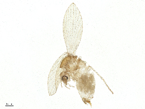  ( - CBG-A16288-B08)  @11 [ ] CreativeCommons - Attribution Share - Alike (2025) CBG Photography Group Centre for Biodiversity Genomics