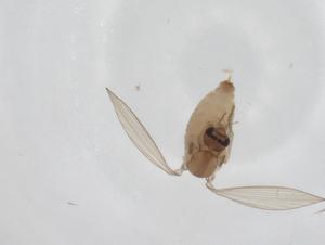  ( - CBG-A16289-B07)  @11 [ ] CreativeCommons - Attribution Share - Alike (2023) Centre for Biodiversity Genomics Centre for Biodiversity Genomics