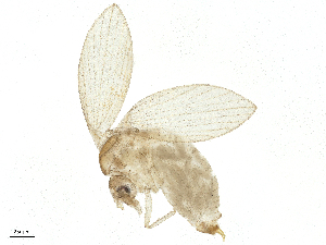  ( - CBG-A16289-B07)  @11 [ ] CreativeCommons - Attribution Share - Alike (2025) CBG Photography Group Centre for Biodiversity Genomics