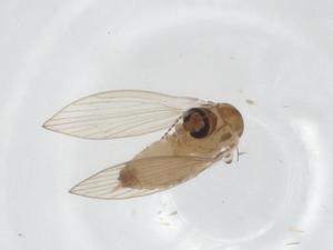  ( - CBG-A16289-H10)  @11 [ ] CreativeCommons - Attribution Share - Alike (2023) Centre for Biodiversity Genomics Centre for Biodiversity Genomics